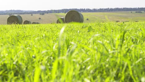 campo después de la cosecha con balas de paja.