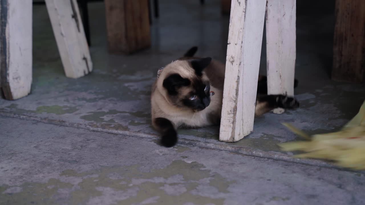 Gatto siamese che gioca con il suo giocattolo.