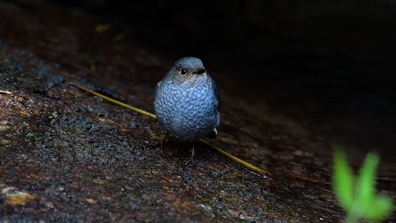 이 암컷 plumbeous redstart는 수컷만큼 화려하지는 않지만 확실히 귀여운 새의 공처럼 푹신합니다.