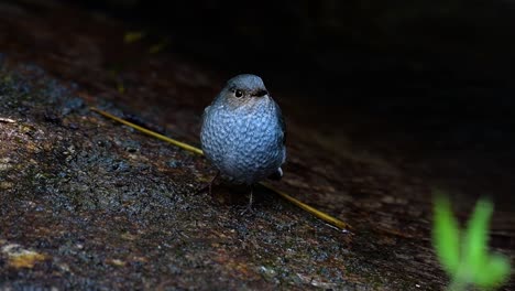 Dieser-Weibliche-Rotschwänzchen-Ist-Nicht-So-Farbenfroh-Wie-Das-Männchen,-Aber-Sicher-So-Flauschig-Wie-Ein-Knäuel-Eines-Niedlichen-Vogels