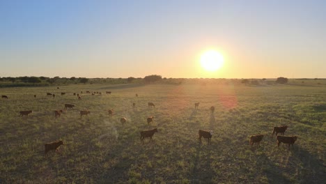 Vuelo-De-Drones-Al-Atardecer-Sobre-Vastos-Pastos-En-San-Luis---Industria-Ganadera