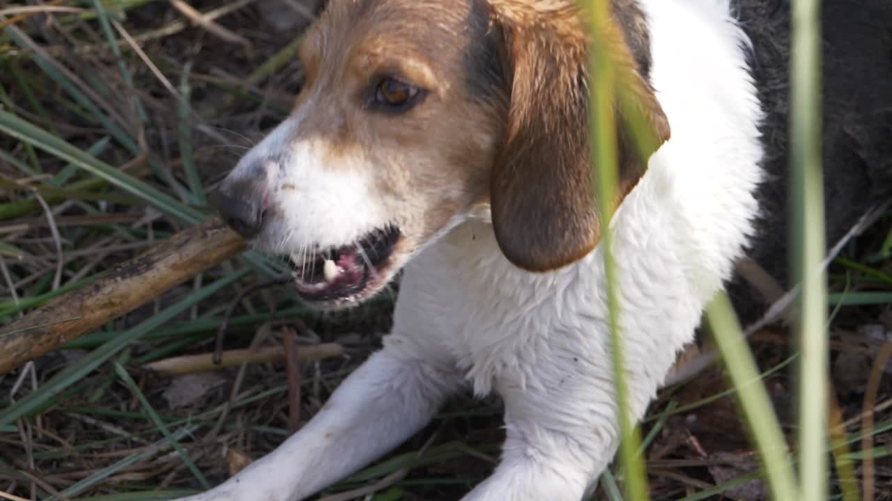 Primo piano di un cucciolo di beagle che morde un bastoncino di legno. In slow motion.