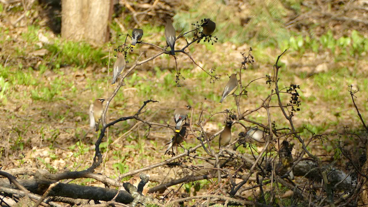 잎이 없는 쓰러진 나무에서 먹이를 찾아다니는 작은 새들