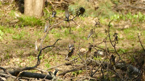 pequeños pájaros buscando comida en un árbol caído sin hojas