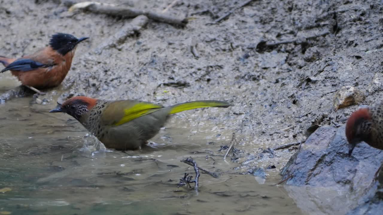 Chestnut-crowned laughingthrush and Rufous Sibia bird