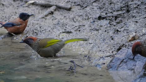 chestnut-crowned laughingthrush and rufous sibia bird
