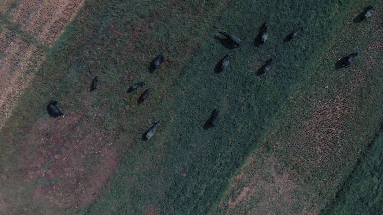 뿔이 있는 황소와 풀을 먹는 소가 있는 녹색과 노란색 잔디밭 위에서 무인 항공기 회전 샷 보기