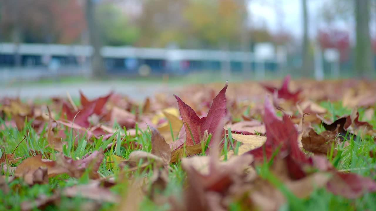 공원에서 지상에 단풍