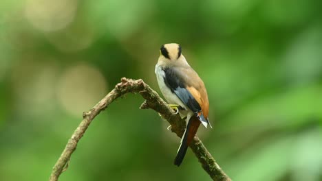 Silberbrust-Breitschnabel,-Serilophus-Lunatus