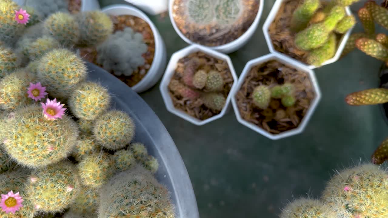 cactus con flores rosadas en el invernadero