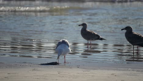 Una-Gaviota-De-California-Come-Un-Pájaro-Muerto-En-La-Playa-Con-Menores-Mirando---Cámara-Lenta-Con-Olas-En-El-Fondo