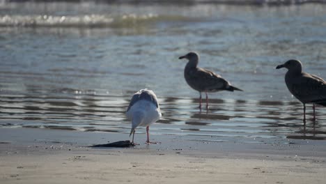una gaviota de california come un pájaro muerto en la playa con menores mirando - cámara lenta con olas en el fondo