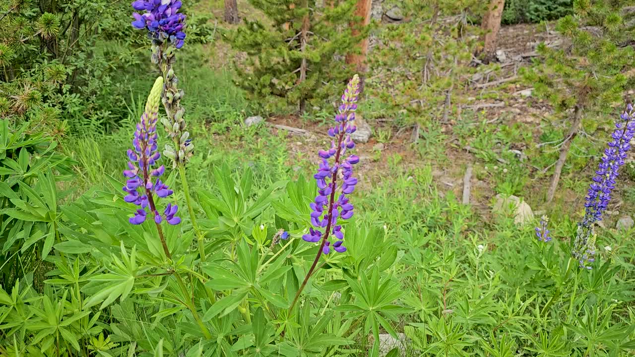 Handheld video of several Large-Leaved Lupine flower. This was filmed in Breckenridge Colorado.