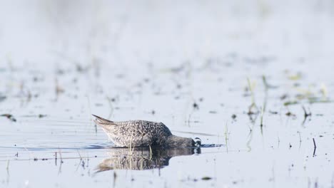 closeup of spotted redshank feeding in shallow puddle during spring migration in wetlands