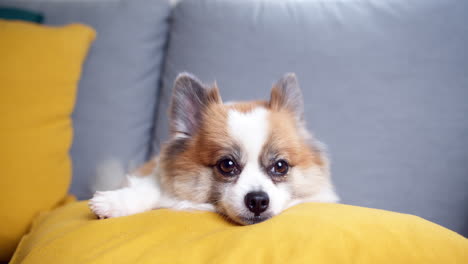 chihuahua dog lying on a sofa at home