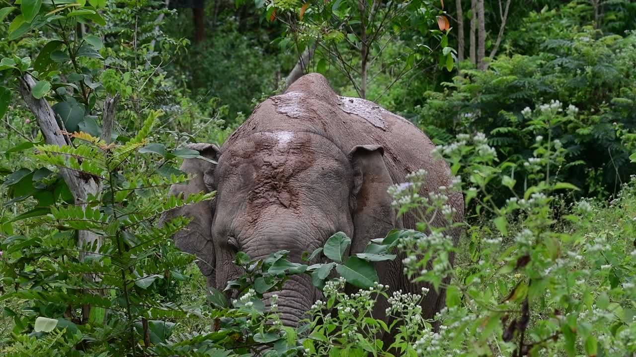 아시아 코끼리는 멸종 위기 종이며 태국 거주자이기도합니다.