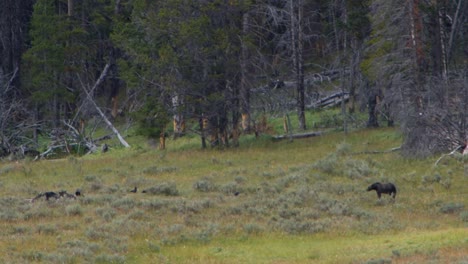 wide view of a grizzly bear looking at another bear eating a buffalo carcass.