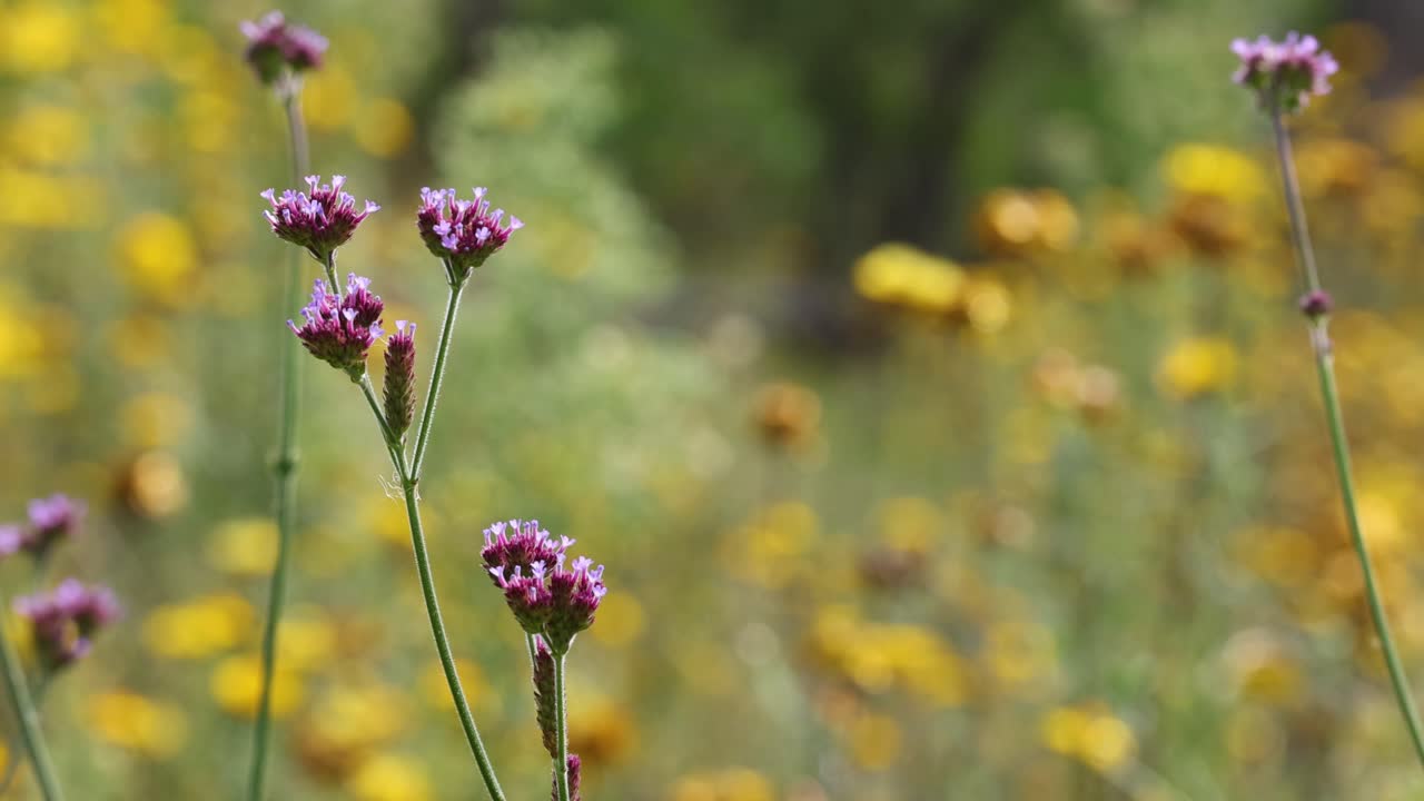 una colorida exhibición de flores balanceándose suavemente