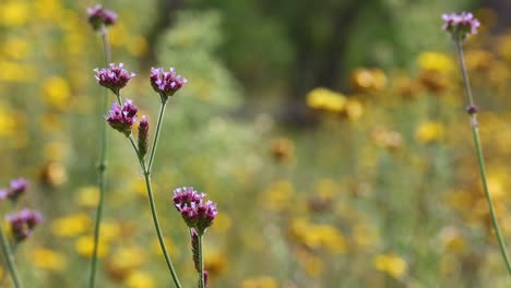 a colorful display of flowers gently swaying