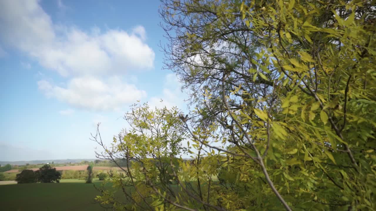 화창한 날에 움직이는 녹색 식물과 푸른 하늘