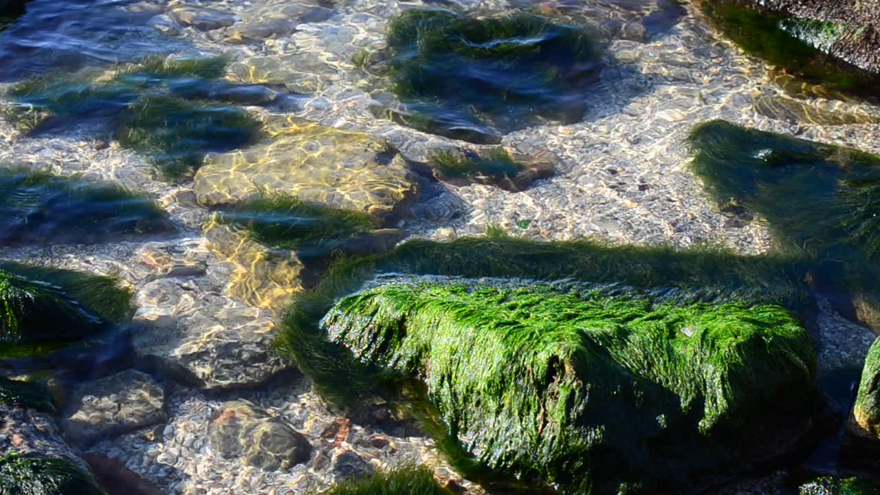 Alghe e pietre. Fondo trasparente.
