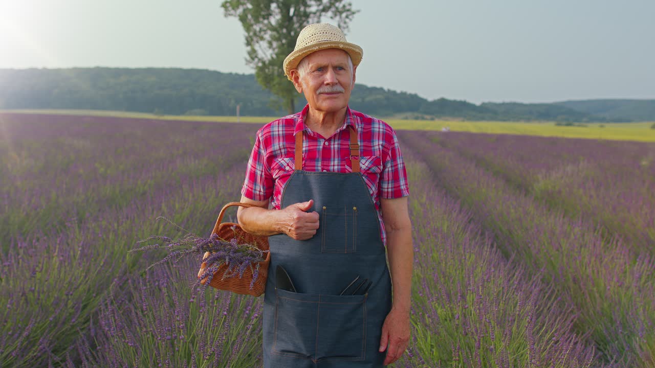 Senior man grandfather farmer growing gardening lavender plant in herb garden, waving hands hello