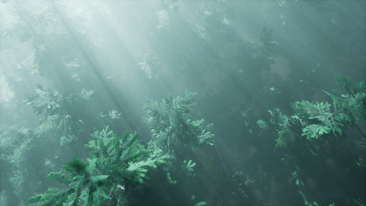 안개와 함께 숲에서 공중  ⁇ 빛