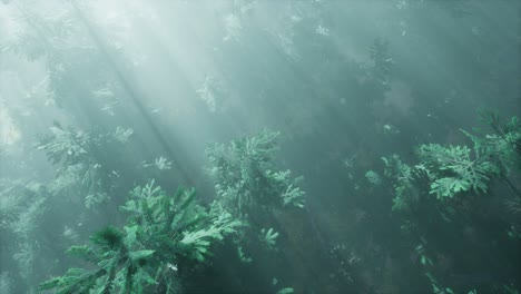 aerial sunrays in forest with fog