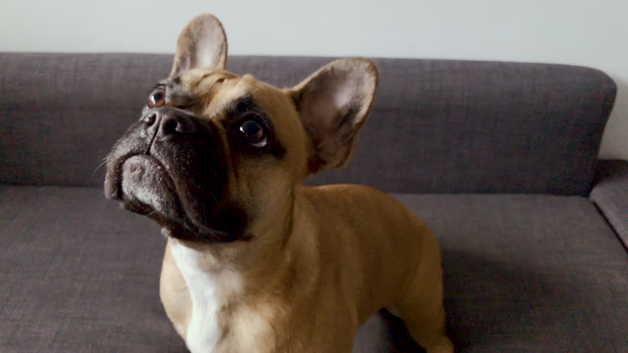 A hand petting a French Bulldog on a couch