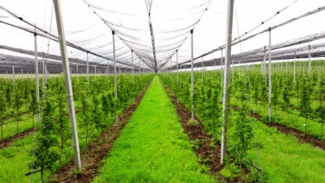 fruit plantation - espaliered apple trees with hail netting system