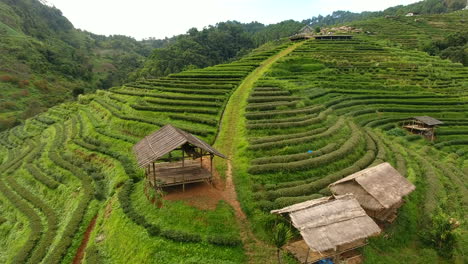 Aerial-view-of-tea-plantation-terrace-on-mountain.