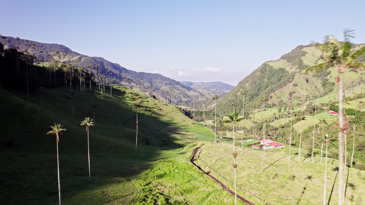 Drone weaves between towering wax palms in Colombia’s Cocora Valley, Aerial