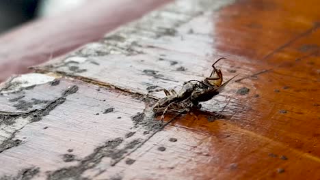 pequeña araña come un insecto en una mesa en una cafetería en tailandia 1