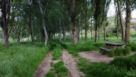 la orilla del río y el bosque desde la vista de drones