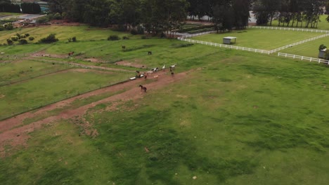 Toma-Aérea-De-Un-Establo-De-Caballos-Al-Galope