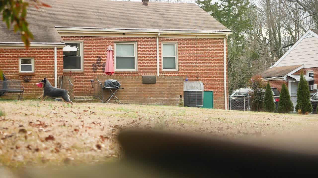 Slow-motion footage of a black and tan dog catching a toy in a residential backyard with a brick house and leaf-covered lawn in the background