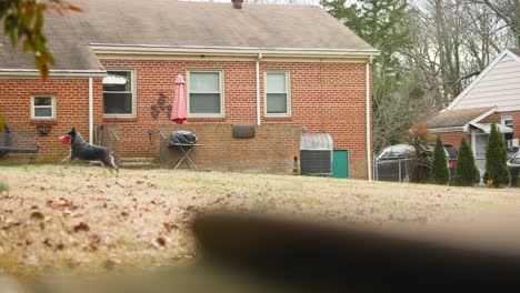 slow-motion footage of a black and tan dog catching a toy in a residential backyard with a brick house and leaf-covered lawn in the background