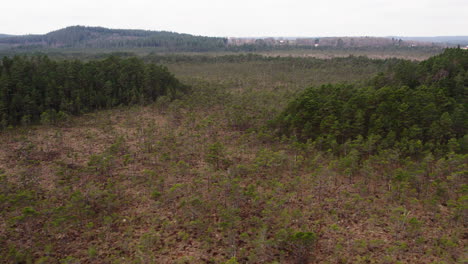 humedal con árboles de coníferas esparcidos entre el bosque, vasto paisaje, escena aérea