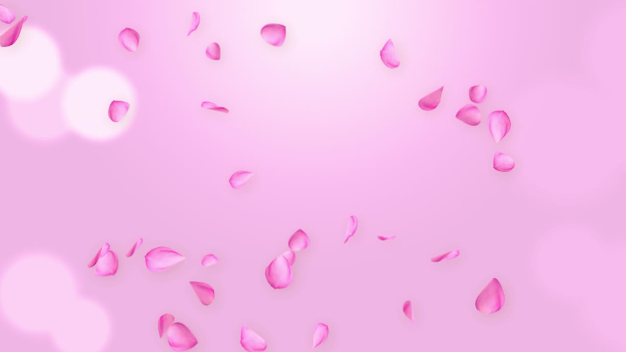 Pétalas de Rosa Cor-de-Rosa e Vermelhas Caindo e Rodopiando, Animação em Loop de Primavera em Tela Verde para Amor e Casamento