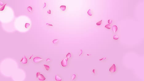 falling and swirling pink red rose petals blossoms spring loop animation green screen love wedding