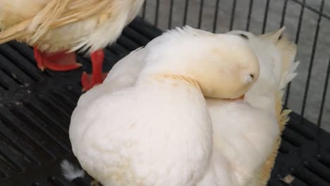 white ducks in a cage