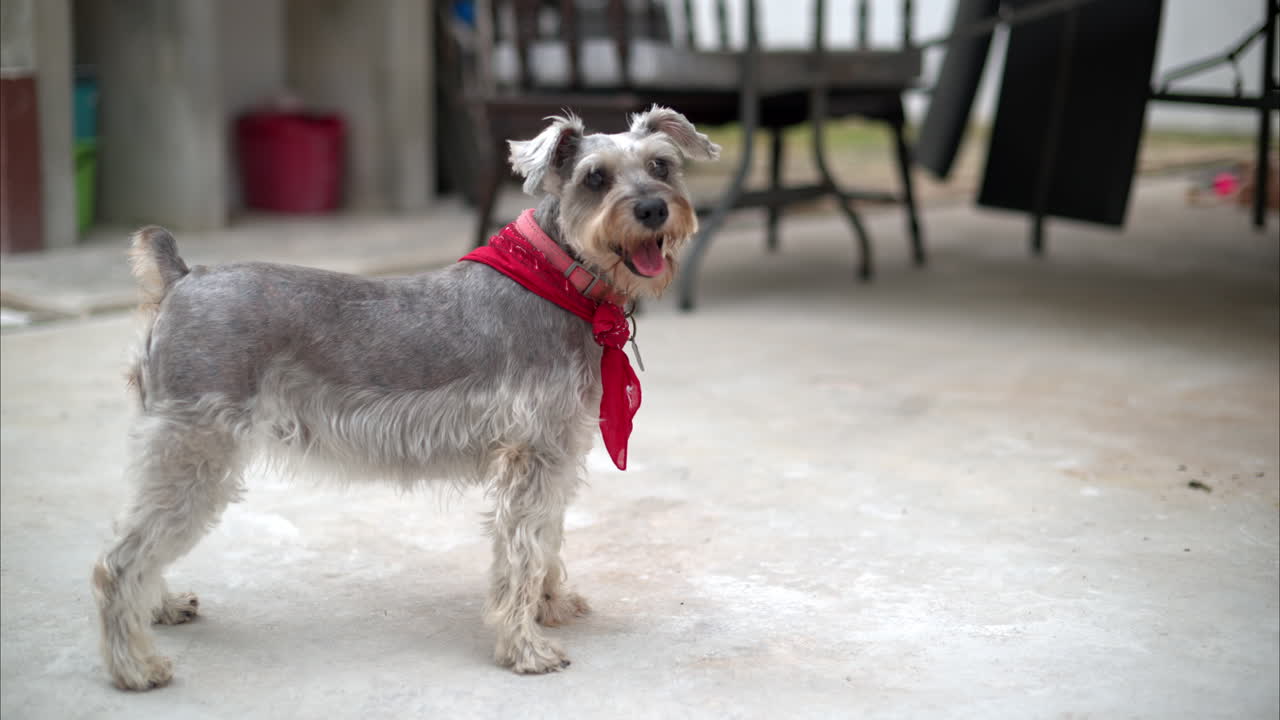 hermoso perro schnauzer gris de pie en el patio trasero con un pañuelo rojo mirando a la cámara anticipando algo