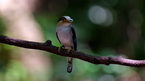 Mirando-A-Su-Alrededor-Con-Comida-En-La-Boca-Lista-Para-Entregar,-Serilophus-Lunatus-De-Pico-Ancho-De-Pecho-Plateado,-Tailandia