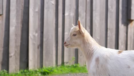 Foto-De-Perfil-De-Una-Cabra-Bebé-Blanca-Con-Una-Cerca-En-El-Fondo