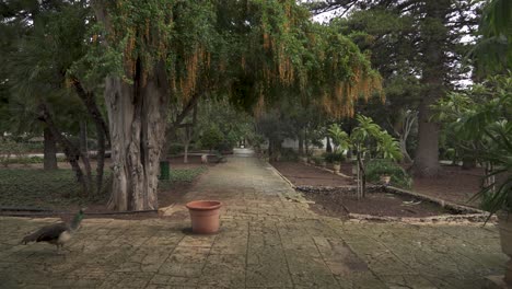 peacock walks on cobblestone path beneath big beautiful tree in the san anton gardens