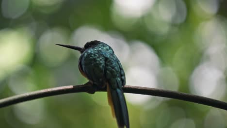 perched gracefully on a slender branch in the arenal region near la fortuna, a jacamar bird glimmers in the dappled light of the rainforest