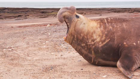 The-Beach-Master,-Dominant-Male-Elephant-Seal-moves-clumsy-manner-towards-the-sea