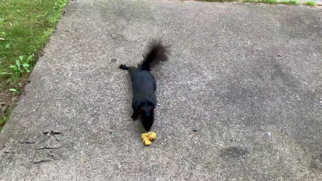 black squirrel looking-eating food on concrete with green grass