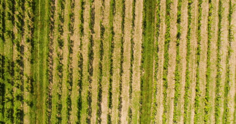 Agricultura-Vista-Aérea-De-Viñedo-Vide-Producción-1