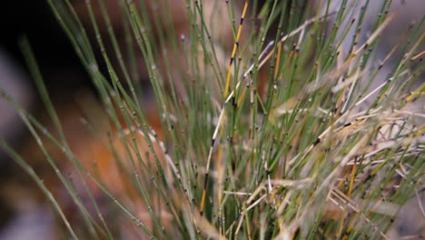 detail of an aquatic plant with black and green stripes